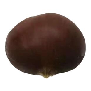 【板栗苗】大红袍毛板红板栗子苗南北方种植嫁接锥栗苗小板栗苗树