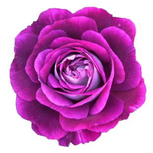 浓香型特大花月季合唱团多季开花卉带花苞紫色系丰花耐寒庭院阳台