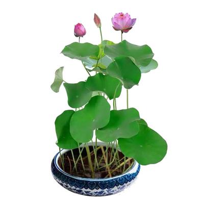 水草碗莲水培种子鱼缸造景养鱼