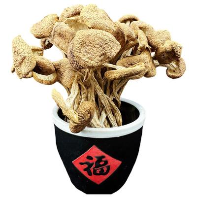 茶树菇干货新货不开伞无根煲菌汤