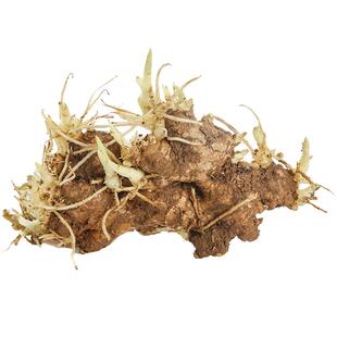 滇鲜生正宗云南本地小黄姜带芽姜种优质老姜种苗生姜种子带泥发货