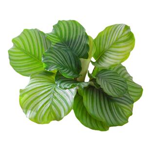 水培植物青苹果竹芋绿植盆栽四季常青室内办公桌水养喜阴净化空气