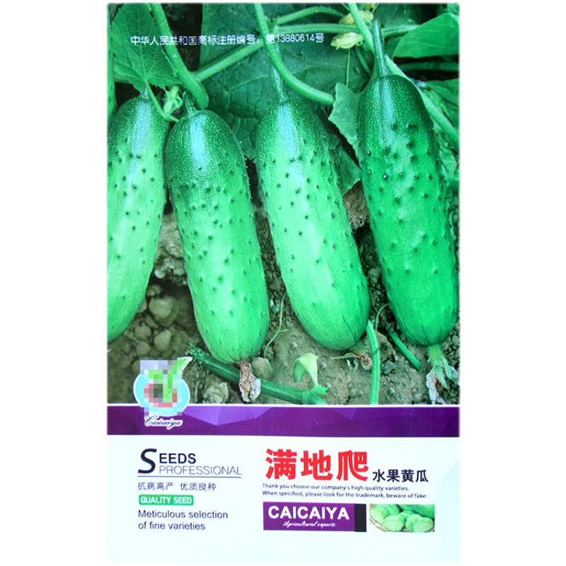 满地爬免架地黄瓜种子