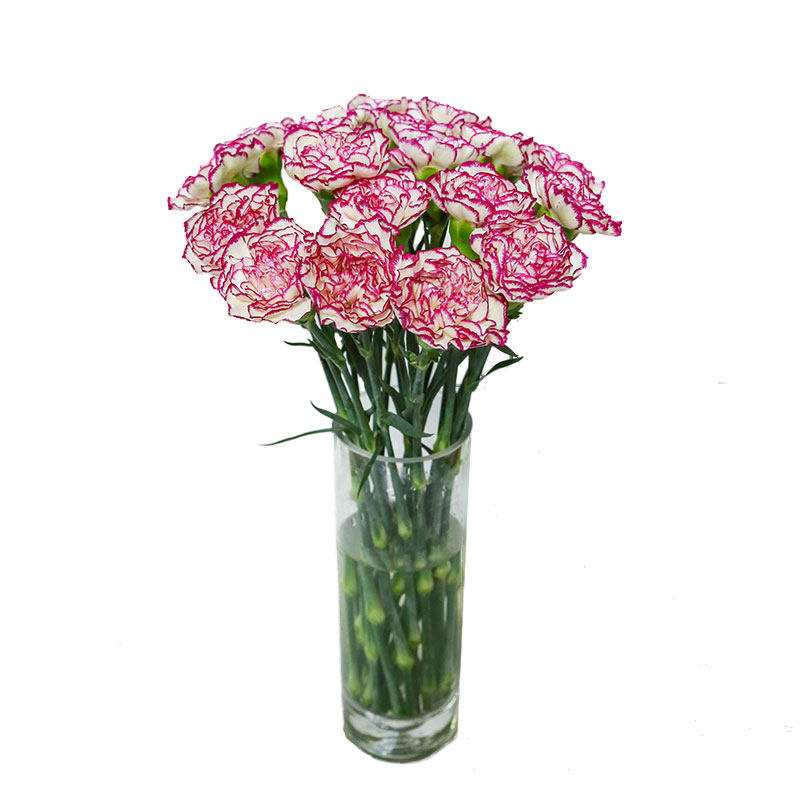 母亲节康乃馨鲜花百合花玫瑰向日葵花束包月广州云南直发同城速递