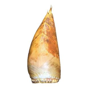 江西冬笋新款上市新鲜现挖野生黄泥楠竹大冬笋去老根毛竹笋子5斤