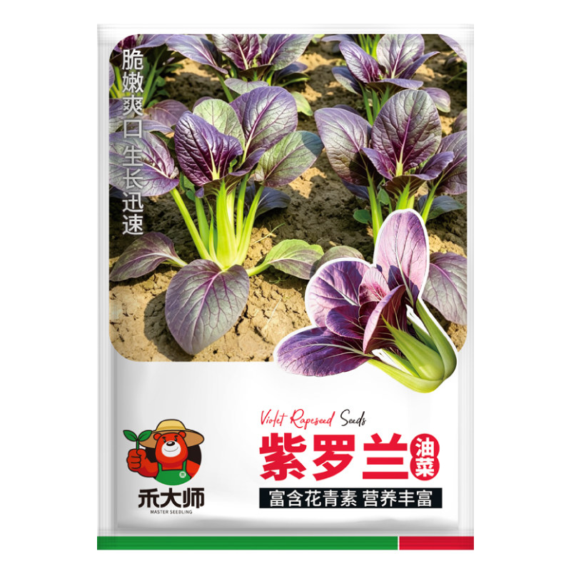 正品紫罗兰油菜种子紫妃上海青紫冠青梗田园盆栽种植蔬菜种籽