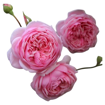 圣埃泽布加 灌木月季大花浓香多头勤花阳台庭院盆栽新手多季开花