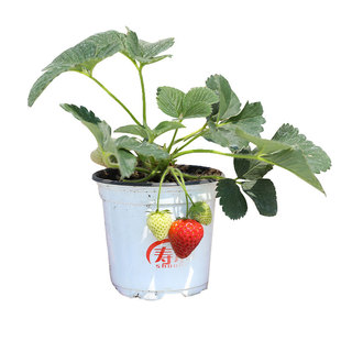 冬季盆栽奶油大草莓种籽四季种子白苗带土食用秧红颜批发子盆种苗