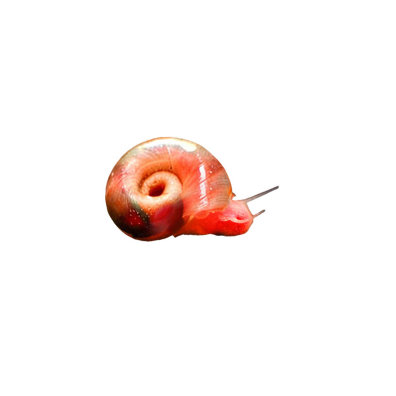 苹果螺迷你除藻除苔清残