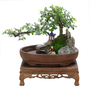 小叶雀梅老桩假山盆景植物室内树桩悬崖式造型客厅绿植桌面盆栽