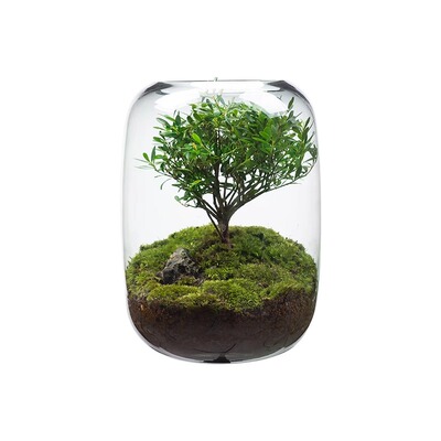 生命之树景观摆件绿植造景盆景