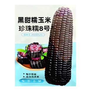 珍珠糯8号黑甜糯玉米种子超甜水果玉米种香脆甜糯糯米紫玉米种籽