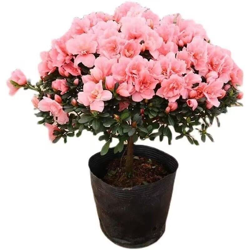 带花苞发货杜鹃花苗盆栽室内庭院植物树状盆带花苞四季开花映山红