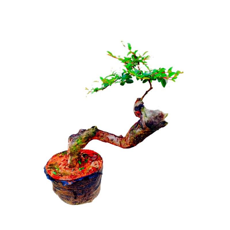 办公桌上的老桩紫薇树盆景小叶原生一物一拍姬苗室内栽百丽矮红花