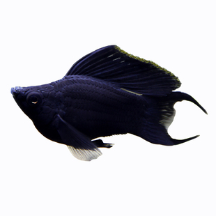 燕尾黑玛丽玛丽鱼玛丽球鱼不加氧小鱼新手冷水鱼吃油膜清洁观赏鱼