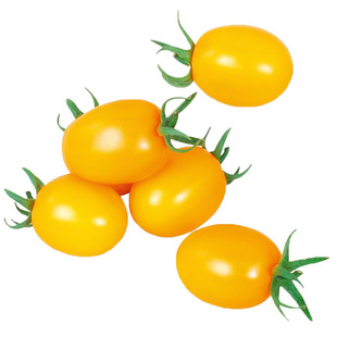 黄色圣女果种子种籽苗小番茄西红柿菜苗果苗秧蔬菜秧苗蕃茄苗树