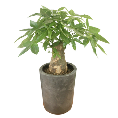 绿植发财树大型客厅组合包邮