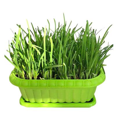 韭菜根四季包邮紫根食用阳台盆栽