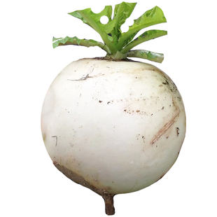 圆白萝卜种子种籽子秋四季蔬菜孑籽种春不老特大糖晶白皮冰糖水果