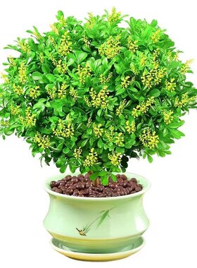 米兰花盆栽带花苞茉莉花室内四季开花九里香老桩盆景驱蚊绿植阳台