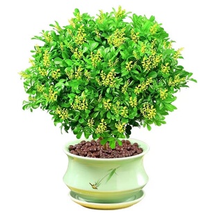 米兰花盆栽带花苞茉莉花室内四季开花九里香老桩盆景驱蚊绿植阳台