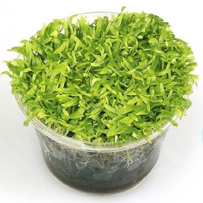 前景水草迷你牛毛爬地爬地矮珍珠