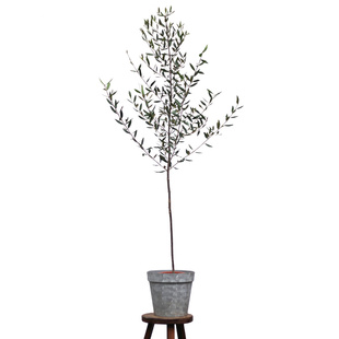 本木庐舍丨大小型落地油橄榄树绿植盆栽 日韩系植物 冷淡风 小叶