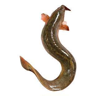 台湾泥鳅苗大活活饵圆鳅鲜活活体喂食观赏鱼台鳅淡水鱼苗大号批发