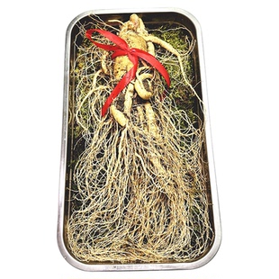 鲜人参500克泡酒大个长白山新鲜人参东北吉林现挖带土6年特大鲜参