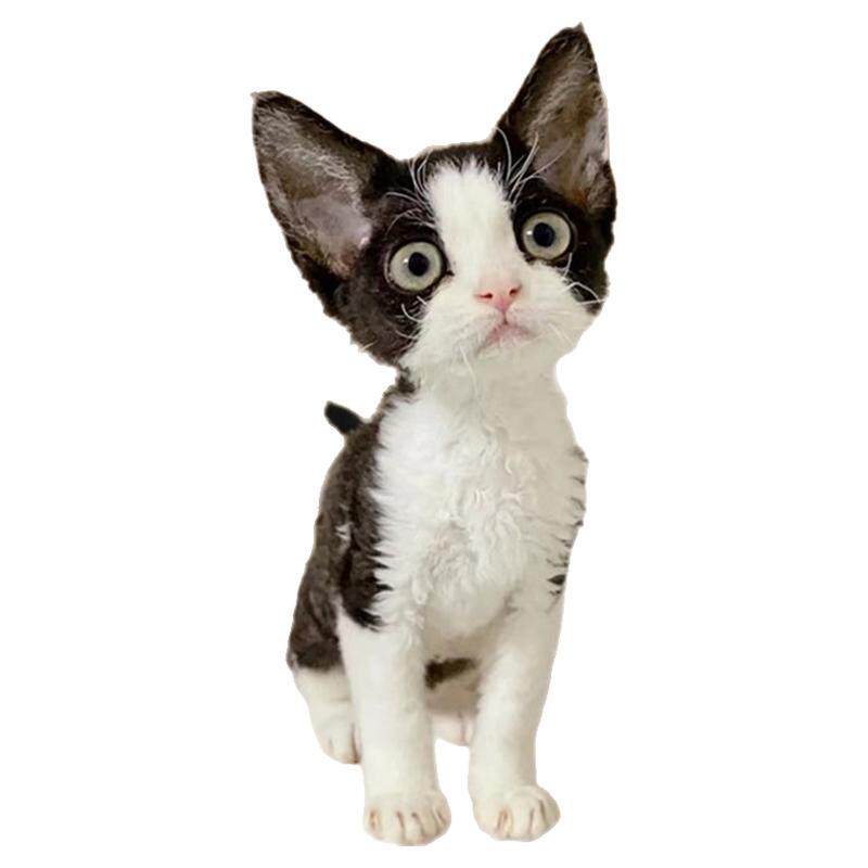 纯种德文卷毛猫幼猫德文猫柯尼斯卷毛猫不掉毛猫蓝眼赛级猫咪活体
