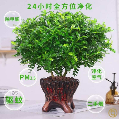 清香木老桩盆景适合家里养的绿植除甲醛新房家用驱蚊驱虫四季常青