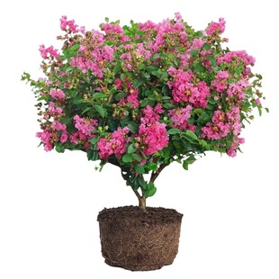 红花紫薇树苗绿化树盆栽四季花卉植物阳台室外庭院紫薇大苗开花