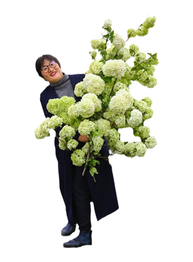 中华木绣球海蒂的花园