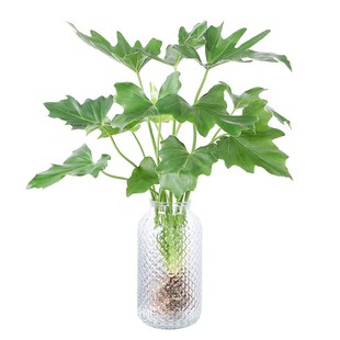 春羽水培植物盆栽室内客厅办公室桌面花卉大叶龟背竹好养绿植