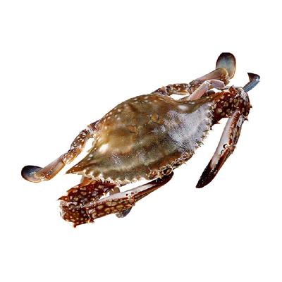 遇上鲜鲜活冷冻特大梭子蟹