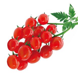 真甜2号小番茄种子种籽孑青甜二号圣女果西红柿蔬菜苗秧秧苗果苗