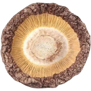 新货西峡农家特产香菇碎片2--3厘米一斤包邮干净无杂全干质量保证