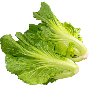 现砍青芥菜新鲜大叶青菜包菜芥菜可以做泡菜苦菜酸菜鱼原料蔬菜