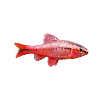 天使鱼一眉道人观赏鱼群游虎皮鱼