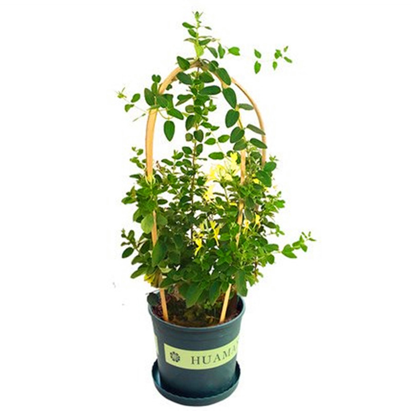 可食用金银花盆栽爬藤植物树苗