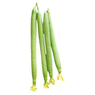 赛佳丽长丝瓜种子种籽高产水瓜带花早熟四季苗秧蔬菜孑子特大超长