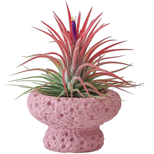 空气凤梨办公室桌面绿植室内小盆栽植物好养四季懒人情绪稳定花卉