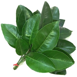 新鲜柚子叶顺丰包邮碌柚现摘带枝老树柚子叶青团带枝树叶子