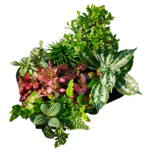 苔藓微景观创意迷你植物组合水陆缸生态缸植物搭配套餐室内绿植