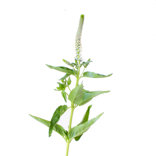 白色鼠尾草鲜花家用插花洋苏草紫色鲜切花鼠尾花云南直发水培花束