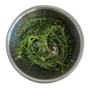 秦岭野生老荠菜三月三煮水鸡蛋晒干整株带花根茎籽月子用500g包邮