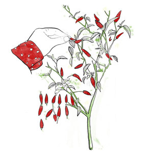 寿光菜博会黑番茄树茄子苦瓜种子