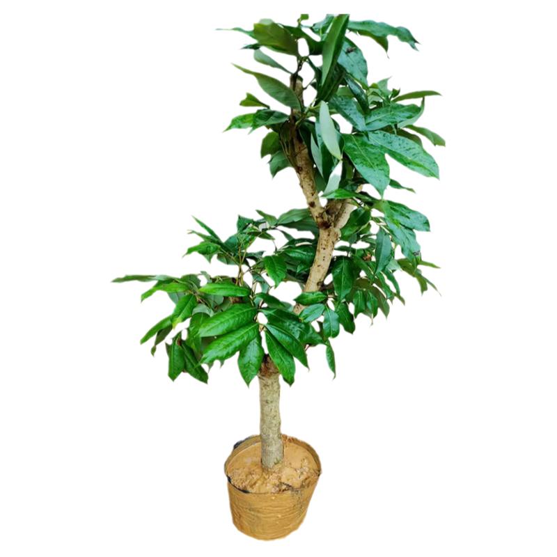 荔枝树苗无核荔枝树桂味荔枝树冰荔枝树仙进奉嫁接荔枝树南方种植