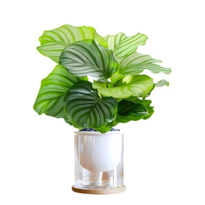 懒人水培植物桌面好养净化空气
