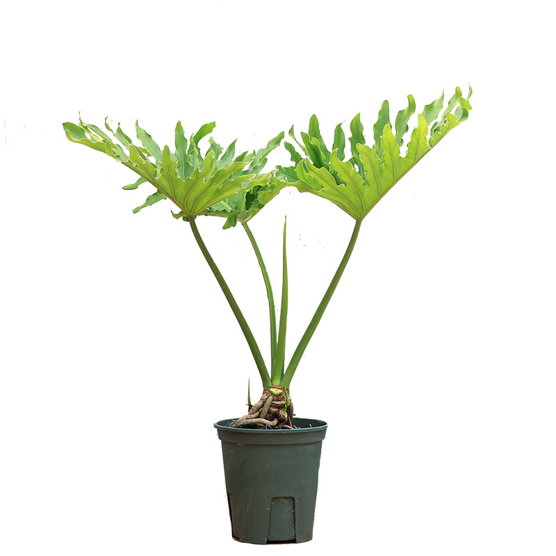 龙鳞春羽好养大型客厅耐荫北欧风